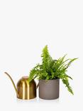 The Little Botanical Gold Watering Can & Fern Set