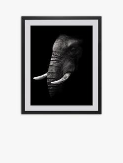 Brookpace Lascelles Elephant Framed Print & Mount, 81 x 65.5cm, Black/White, Black/White