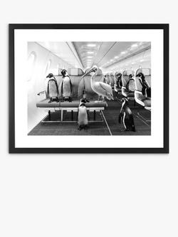 Brookpace Lascelles 'Penguins & Pelican Airplane Cabin' Framed Print & Mount, 45.5 x 55.5, Black/White, Black/White