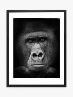 Brookpace Lascelles Gorilla Framed Print & Mount, 81 x 65.5cm, Black/White, Black/White