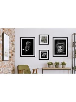 Brookpace Lascelles Gorilla Framed Print & Mount, 81 x 65.5cm, Black/White - view 2, Black/White