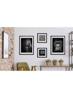 Brookpace Lascelles Lion Framed Print & Mount, 81 x 65.5cm, Black/White - view 2, Black/White