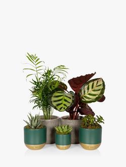 The Little Botanical Green New Home Plant Set, Green