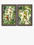 John Lewis Andrea Haase Tropical Birds Framed Prints, Set of 2, 67 x 47cm, Green/Multi