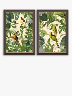 John Lewis Andrea Haase Tropical Birds Framed Prints, Set of 2, 67 x 47cm, Green/Multi, Green/Multi
