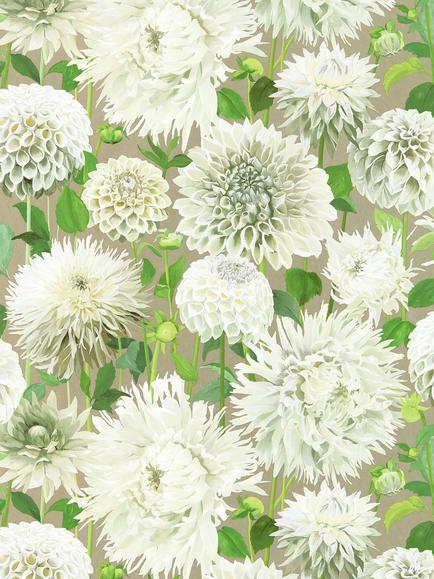 Harlequin Dahlia Wallpaper, Hqn2112844