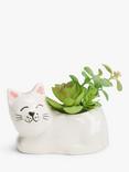 John Lewis Succulent in Ceramic Cat Pot