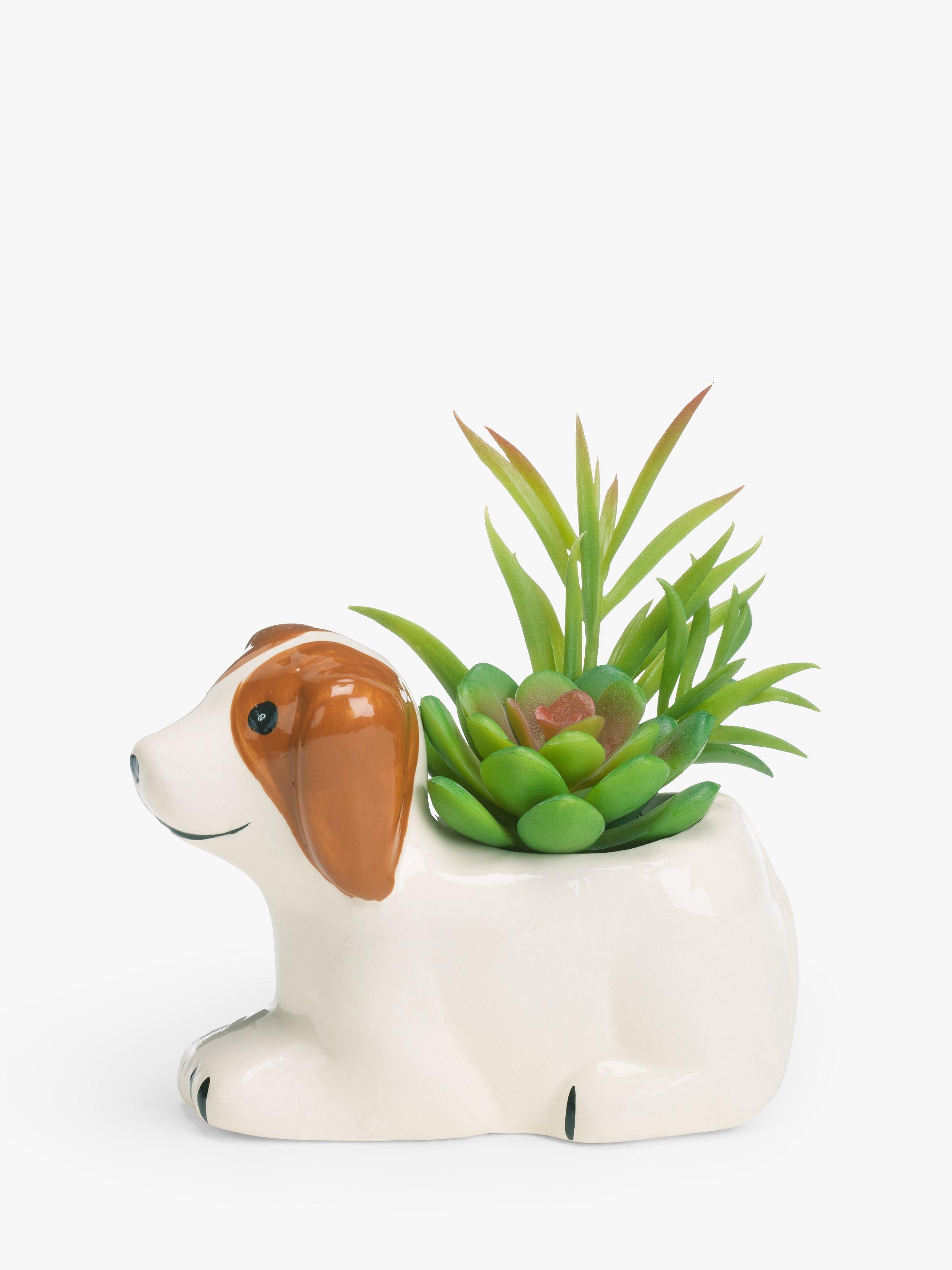 John Lewis Succulent in Ceramic Dog Pot