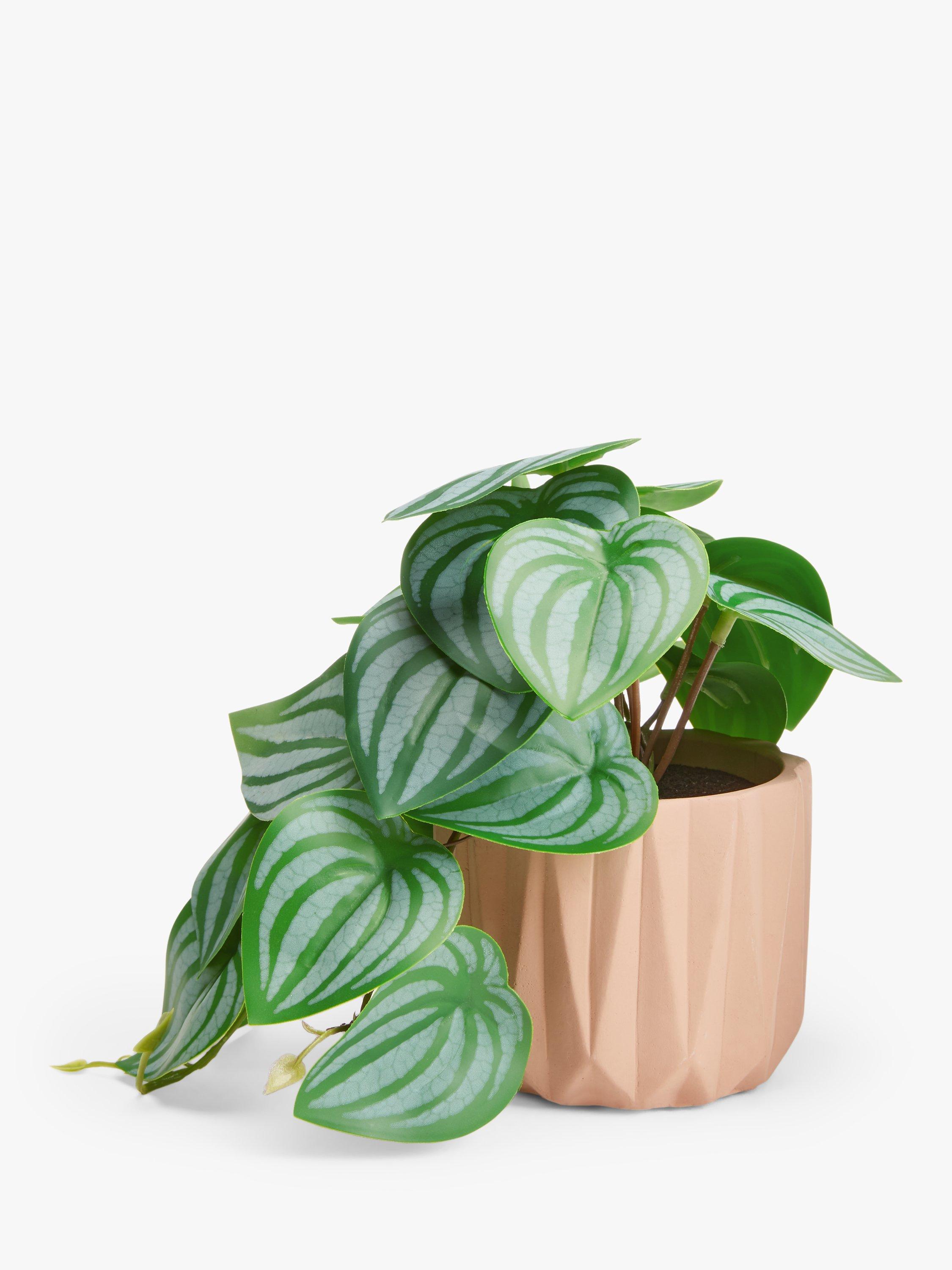 John Lewis Artificial Maranta in Ceramic Pot
