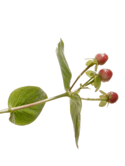 Susanne Kaufmann  St John's Wort Bath Salts, 400g - view 2, 