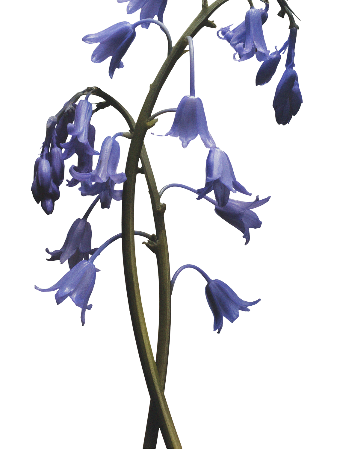 Product image 3 of 3, which shows Jo Malone London Wild Bluebell Hand Crème, 50ml