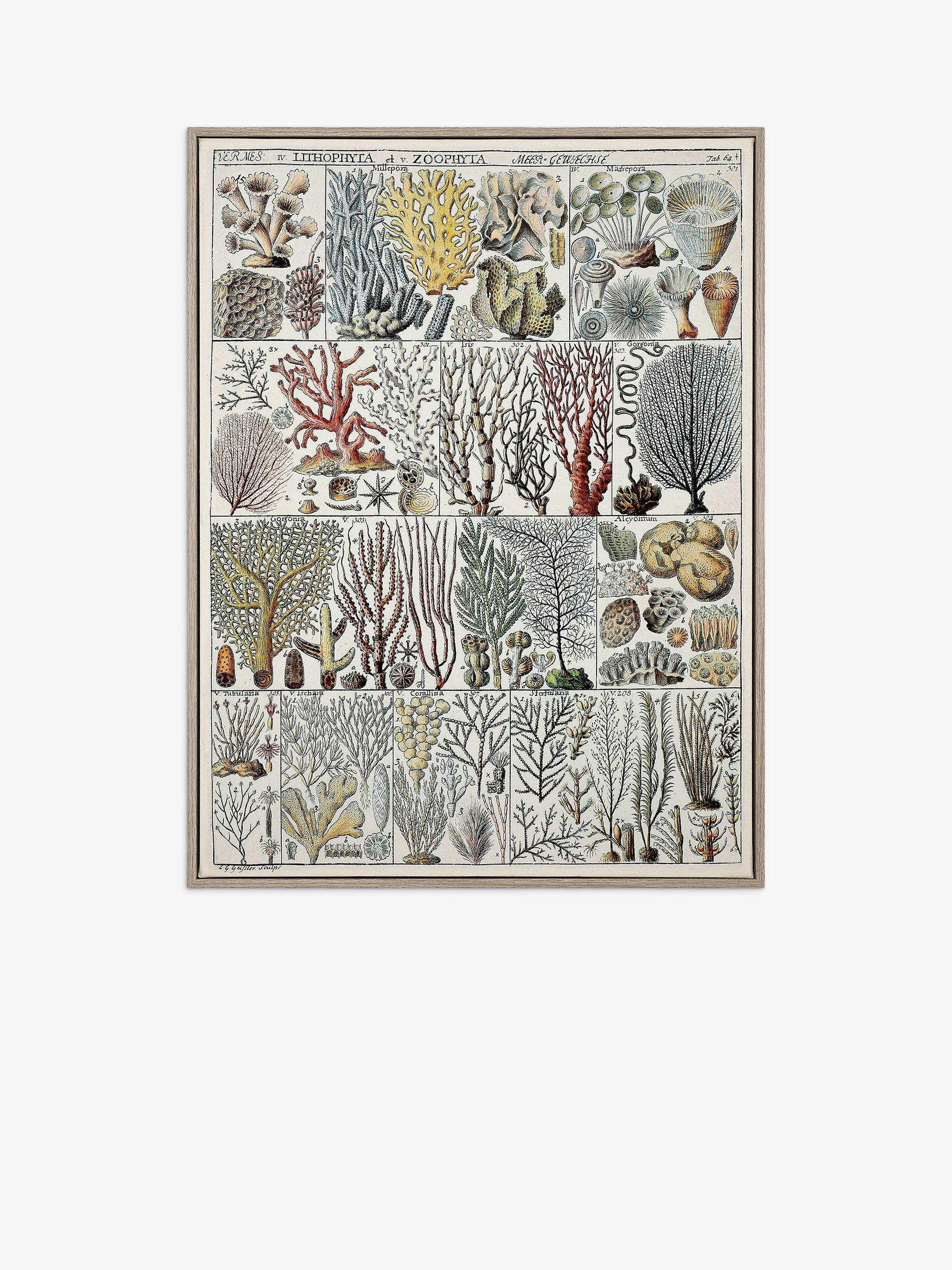 Coral Ecology Framed Wrapped Canvas Print, 83 x 63cm, Green
