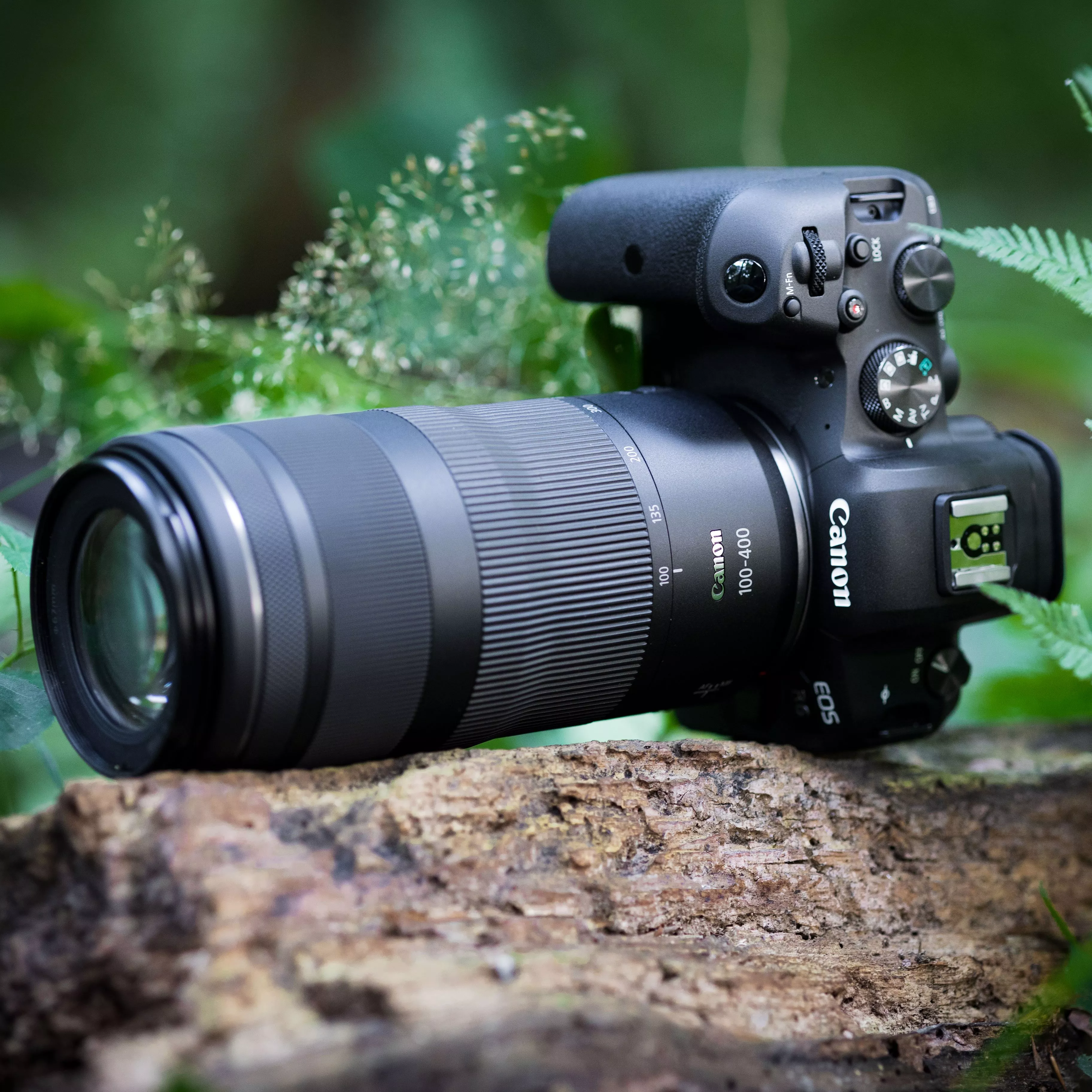 Canon EOS mirrorless camera with 100-400mm telephoto zoom lens resting on a log in woodland setting