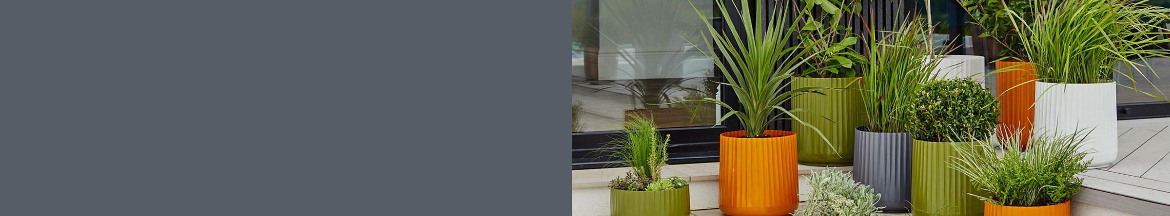 Ivyline product images