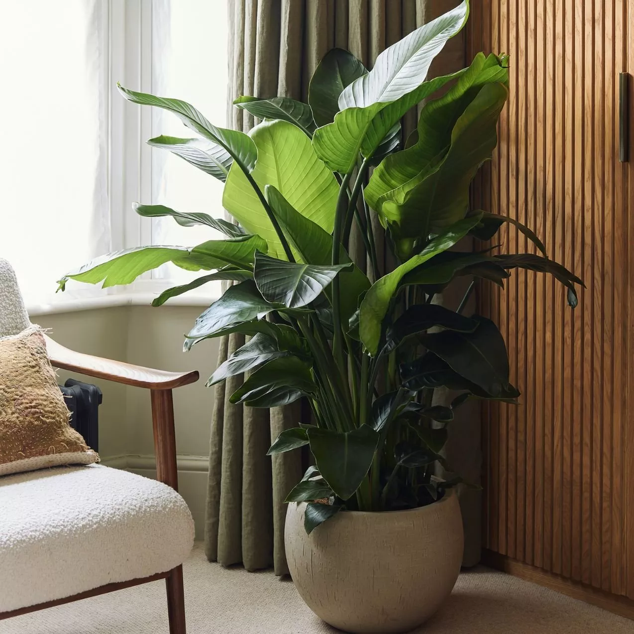 glasses in a cabinet