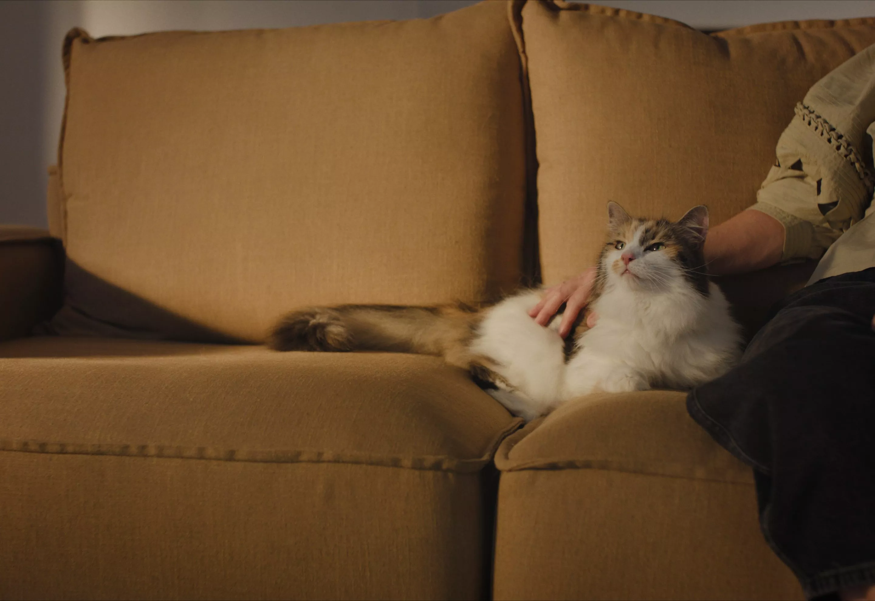 Fluffy white and tabby cat lounging on a brown sofa while an owner strokes it in a cosy living room setting