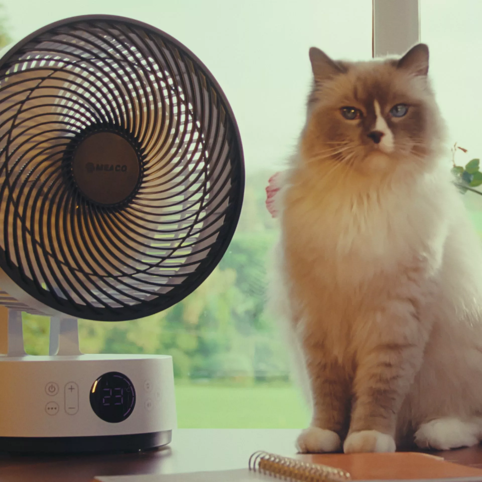 White cat sitting next to a desk fan