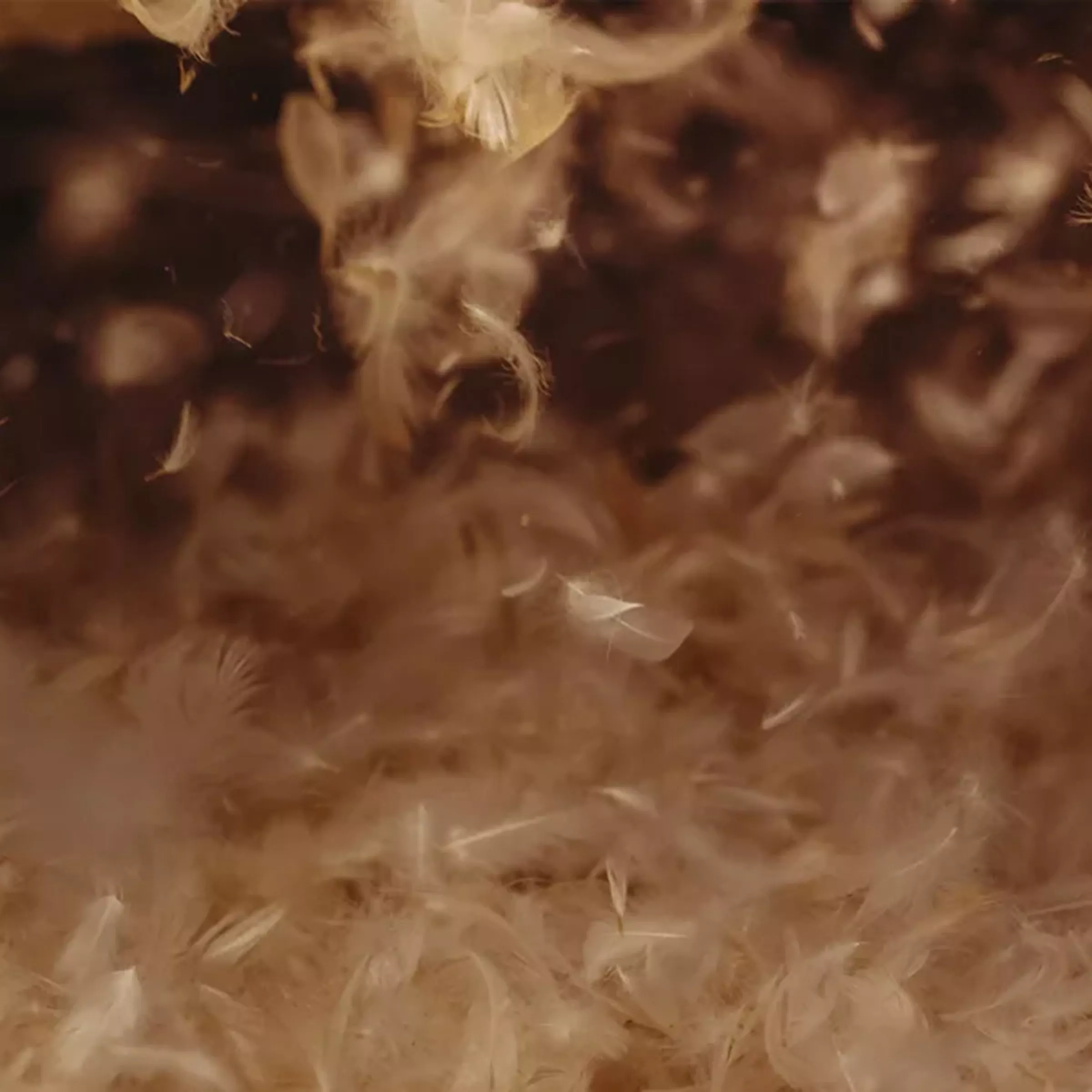 Soft, white feathers float gently against a dark background, creating a delicate and airy atmosphere.