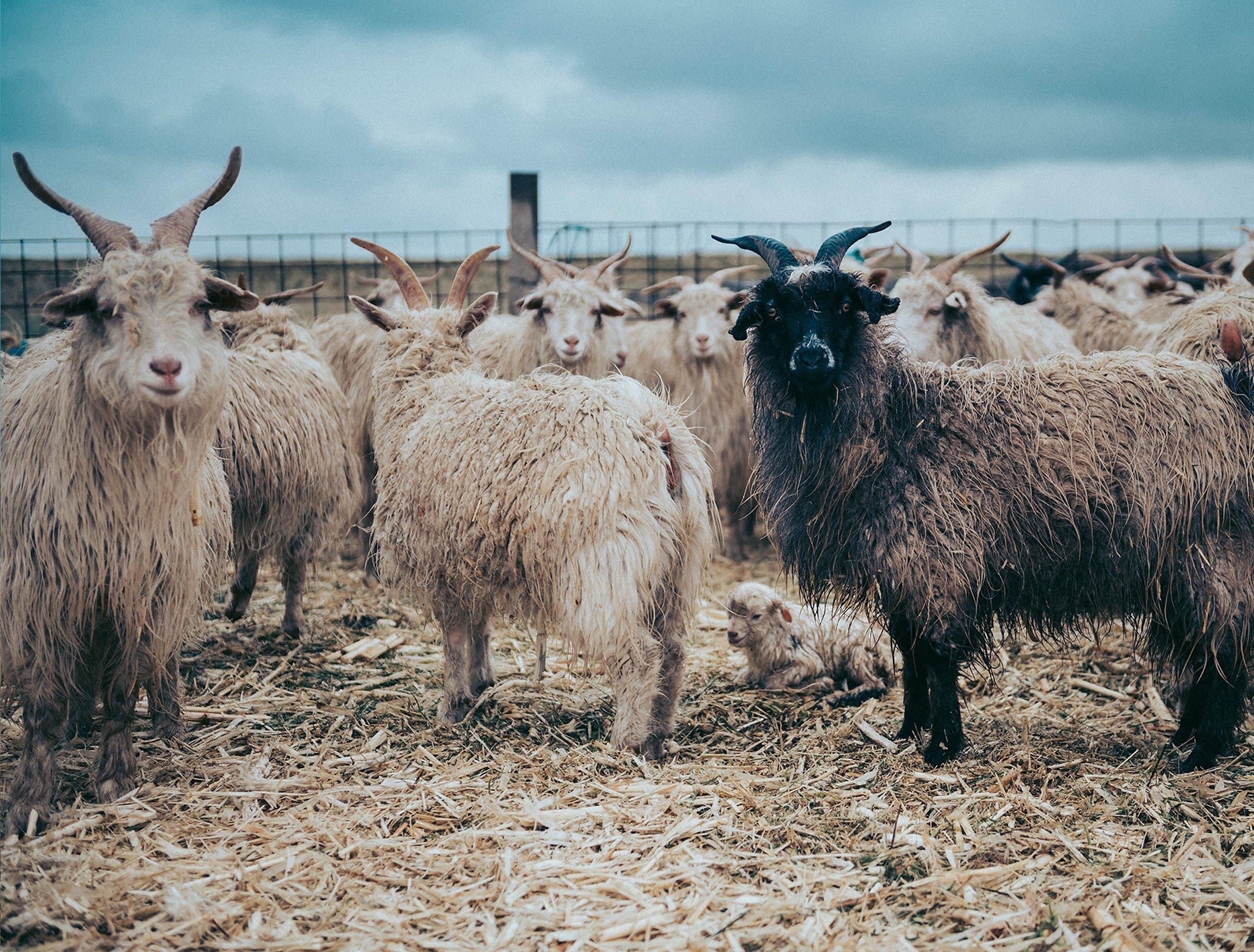 The story of John Lewis & Partners cashmere