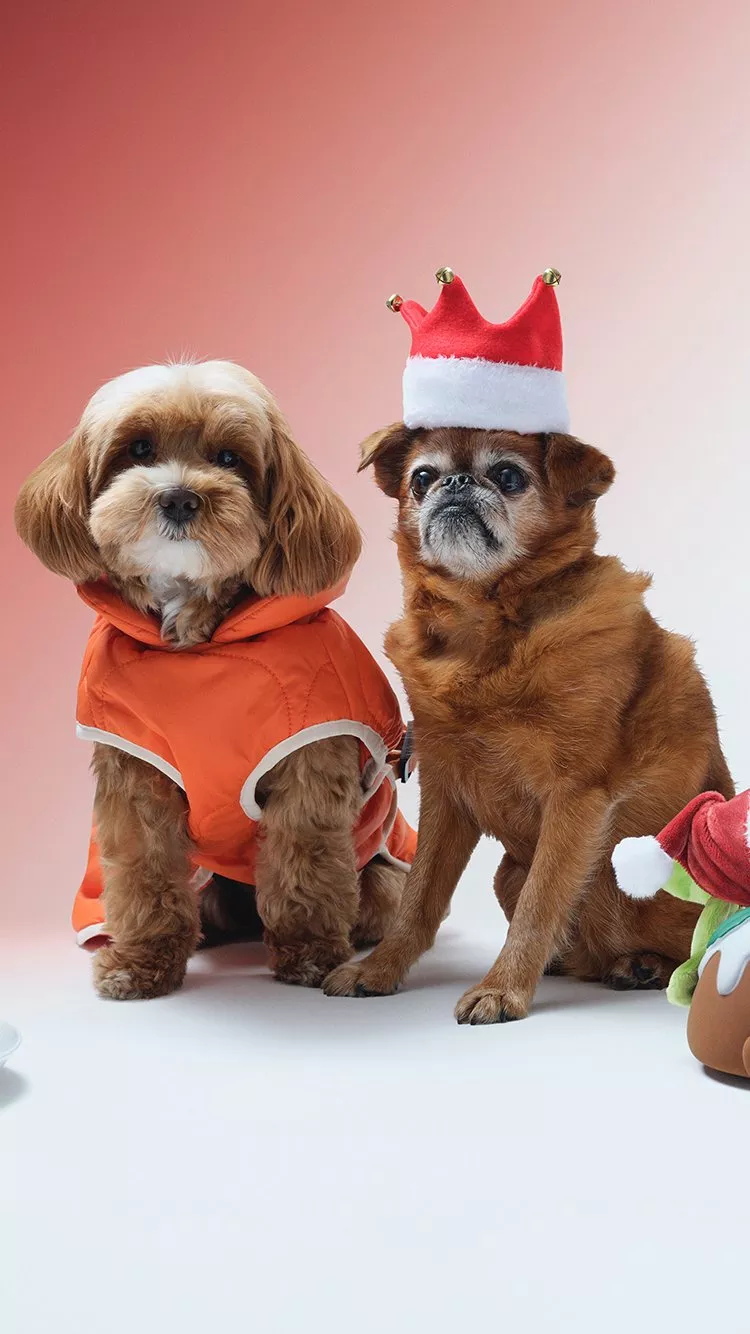 Two dogs, one in a dog jacket and the other wearing a xmas hat