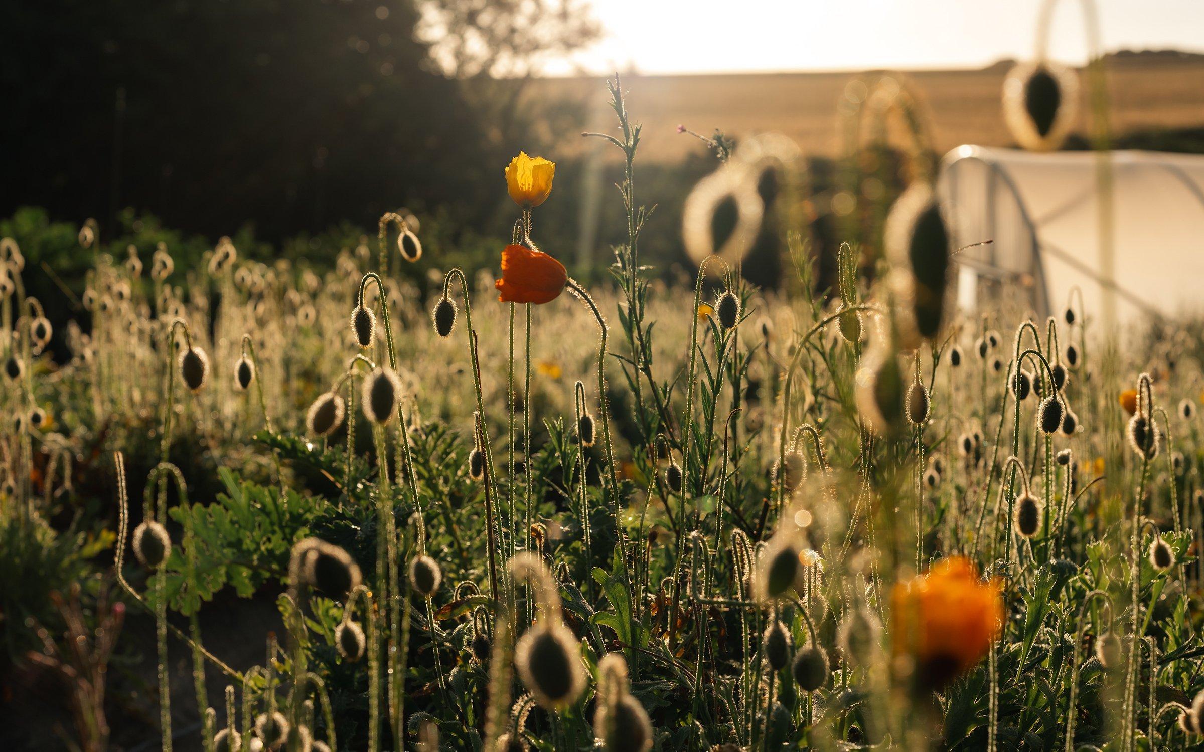 If you make like Miley and buy yourself flowers, here are the 2023 floral trends to know