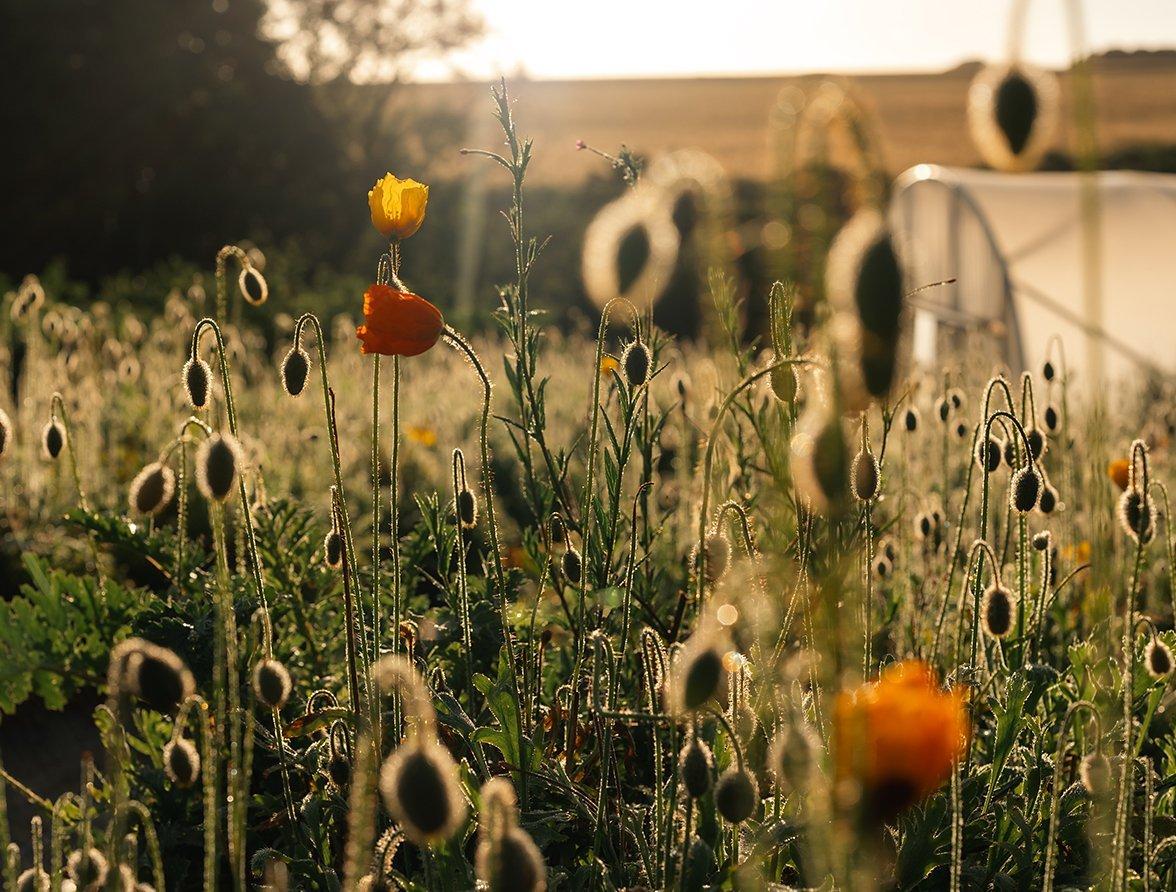 The hottest floral trends to know now
