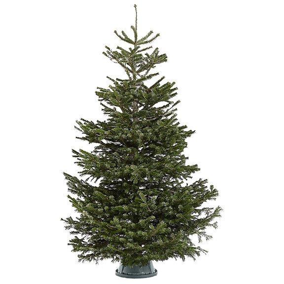 Get a sustainable Christmas tree