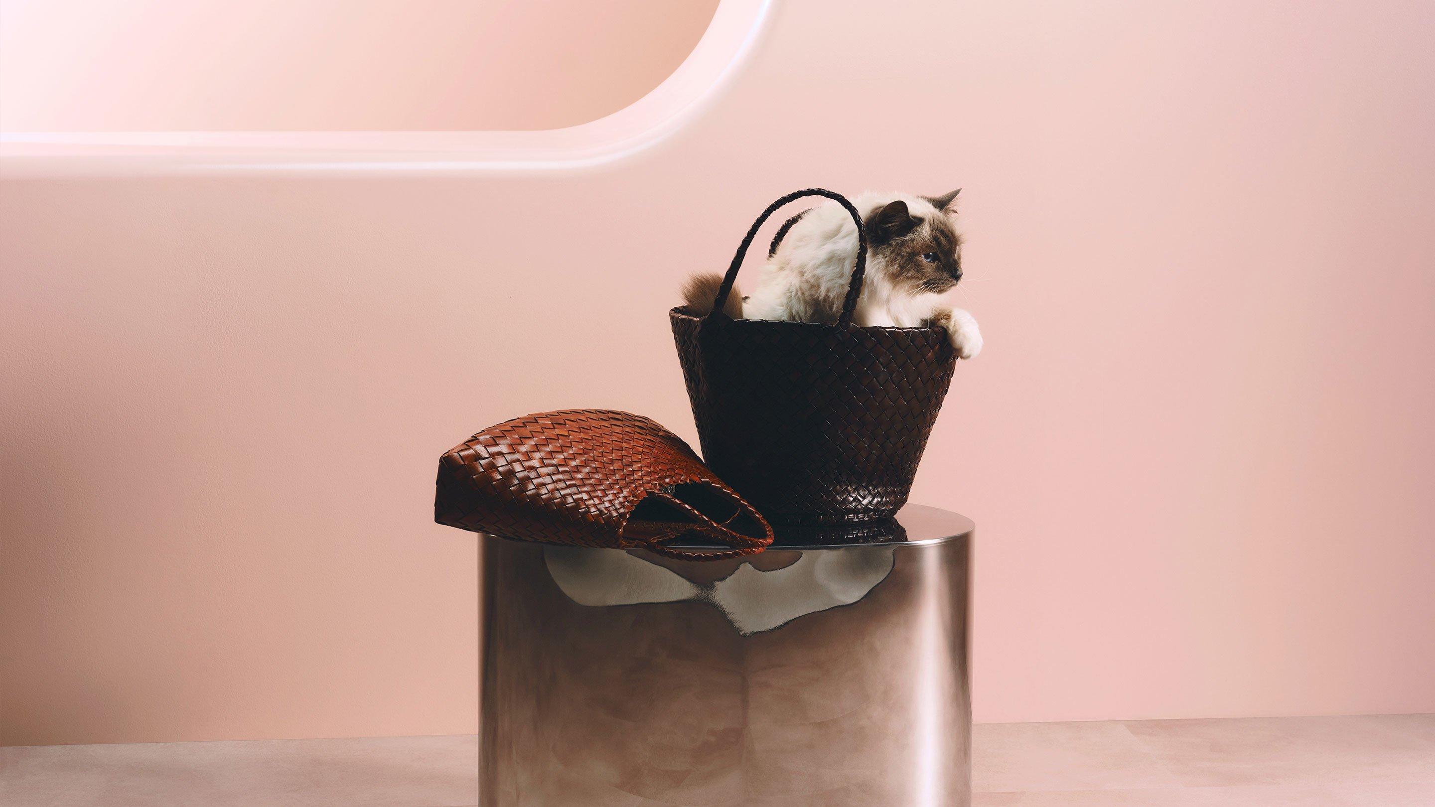 Cat sat in basket bag