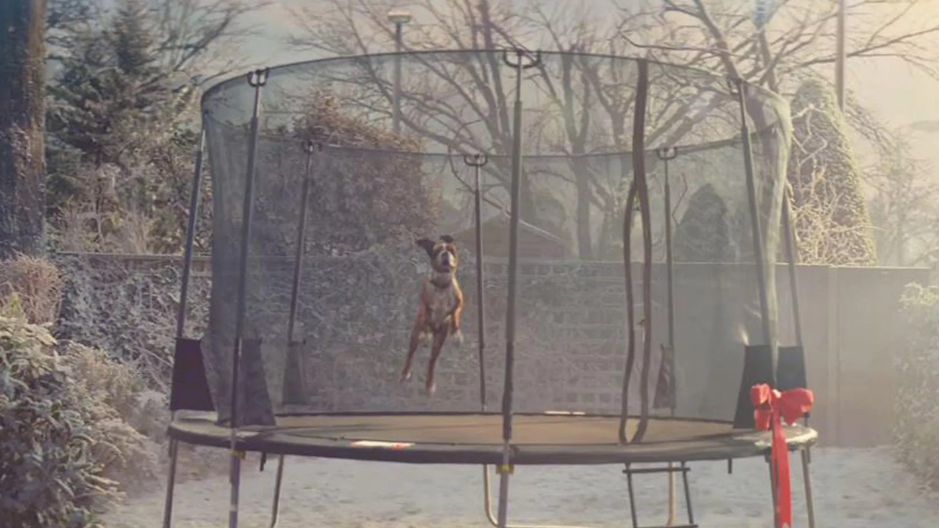  Buster The Boxer (2016)