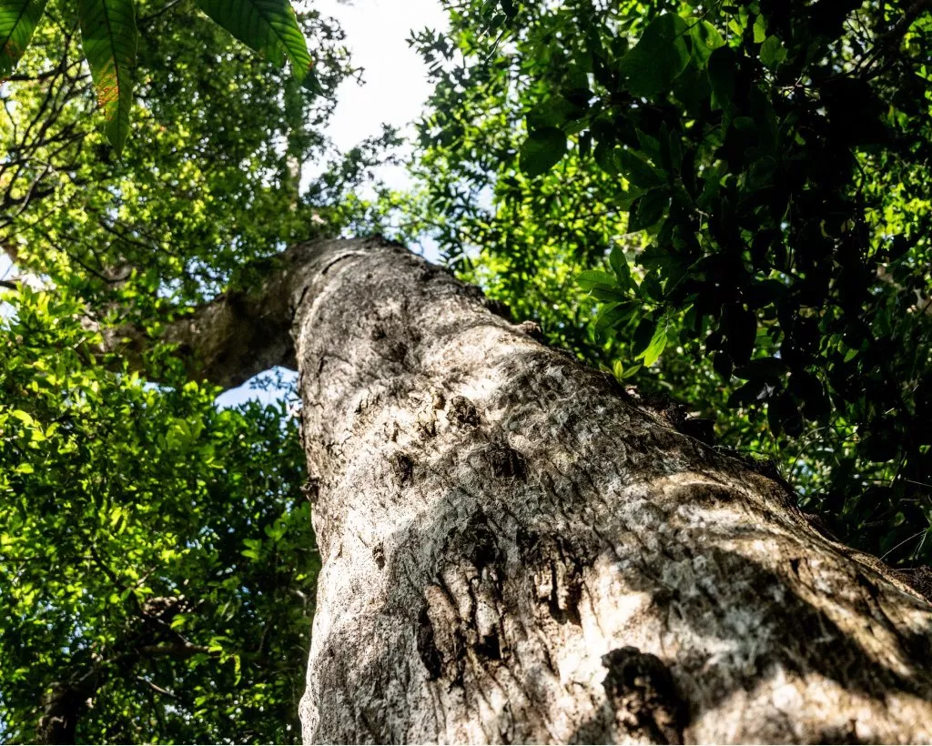 Low-angle view up a tall rainforest tree trunk with textured bark and lush green canopy against sky