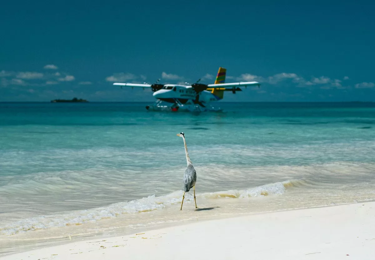 Heron paddling in the sea and an sea plane landing on the surface