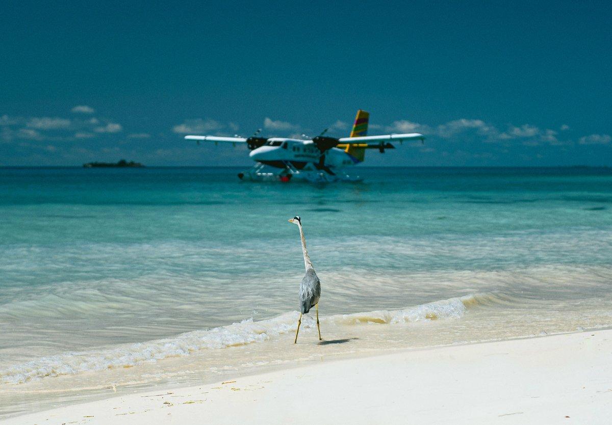 a crane on a beautiful beach with a sea plane in the background