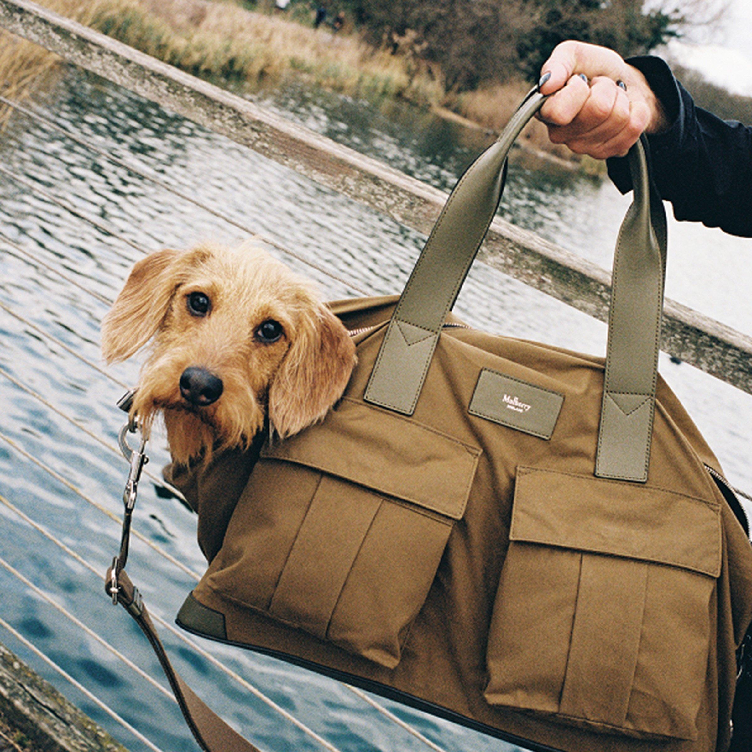 A cute dog peeks out of a stylish brown Mulberry bag by a waterfront