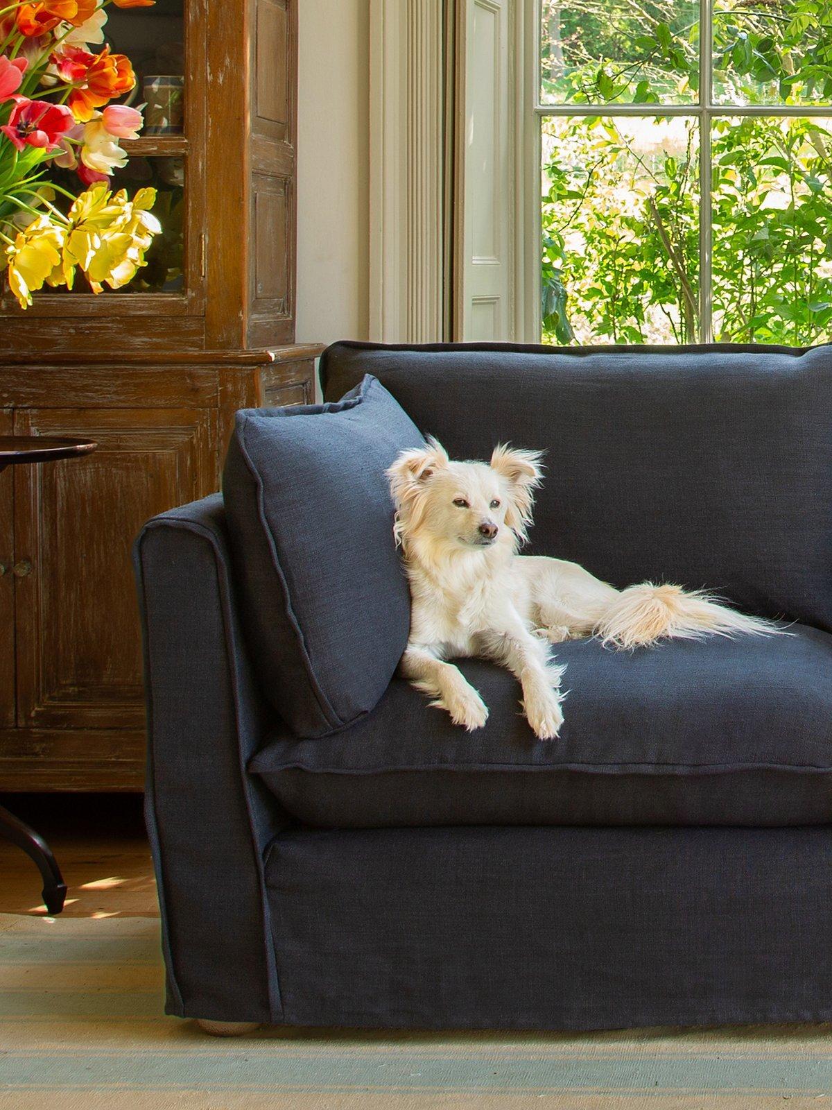 White dog sat on navy sofa
