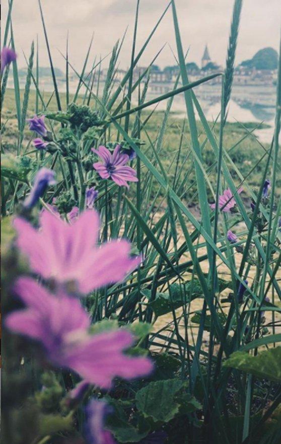 spring flowers